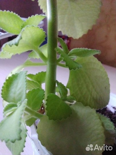 Мята домашняя