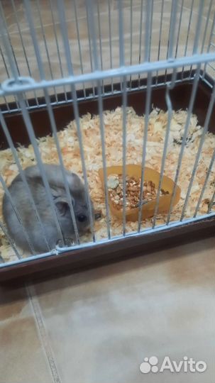 Джунгарский хомяк с клеткой