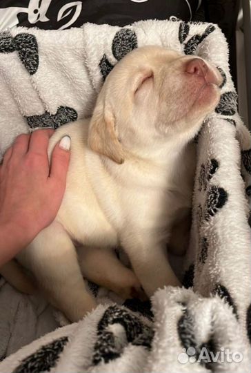 Щенки лабрадора