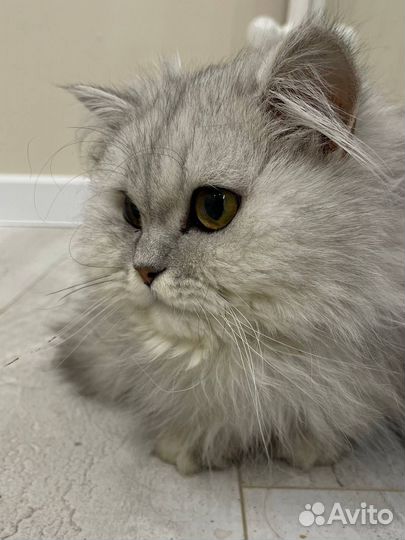 Шотландский кот