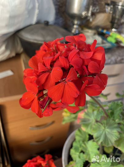 Пеларгония / герань разные сорта