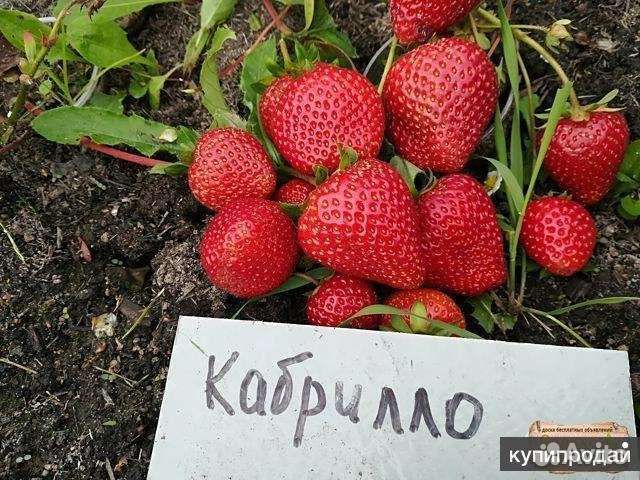 Клубника рассада ксд и нсд