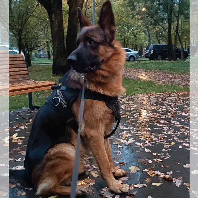 Немецкая овчарка, вязка