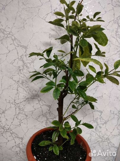 Лимонное дерево