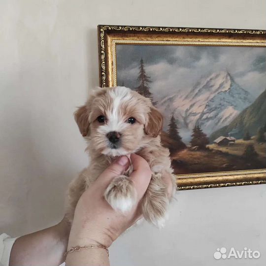 Maltipoo F1 Малышка Лилу