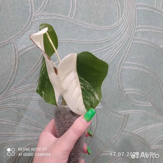 Монстера альба