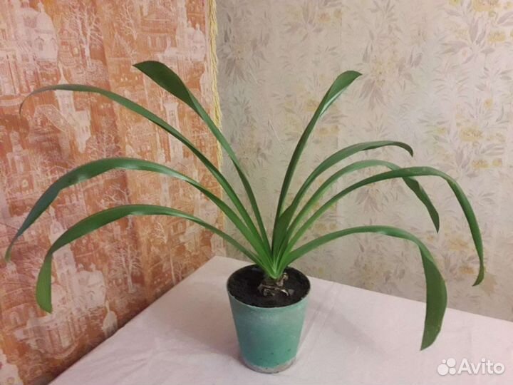 Комнатные цветы Лилия