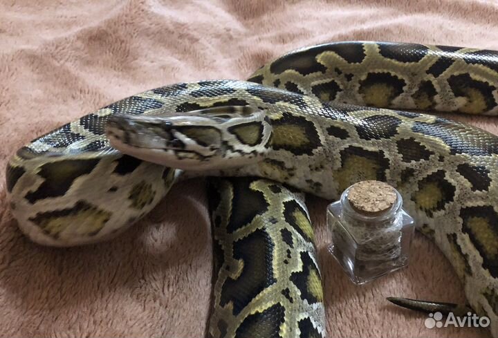 Выползок тигрового питона