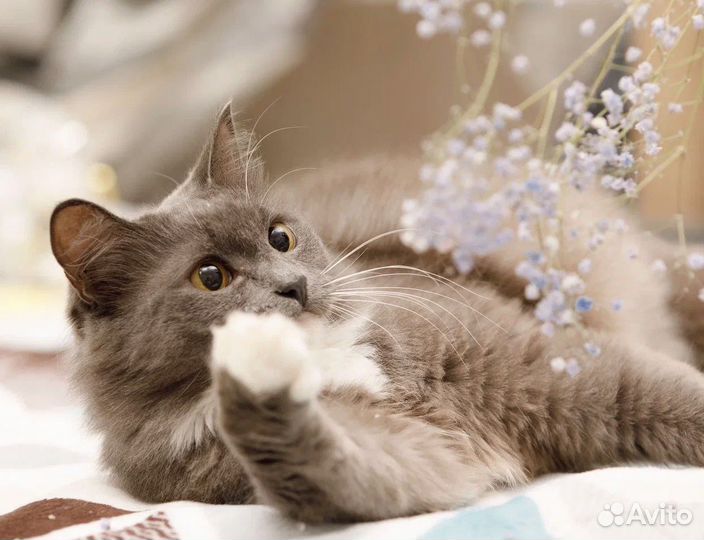 Пушистая красавица кошка Бель в добрые руки