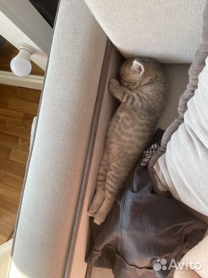 Шотланский котенок