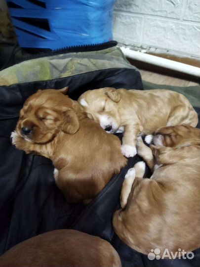 Кокер спаниель