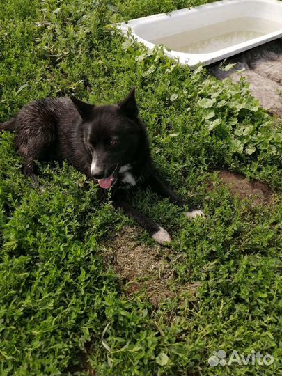 Отдам шустрого подростка