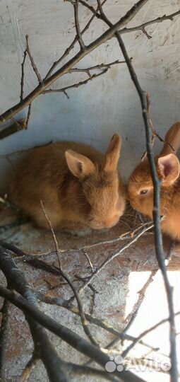 Крольчата нзк