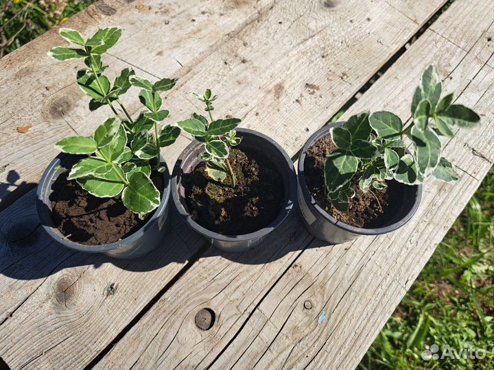 Саженцы бересклет