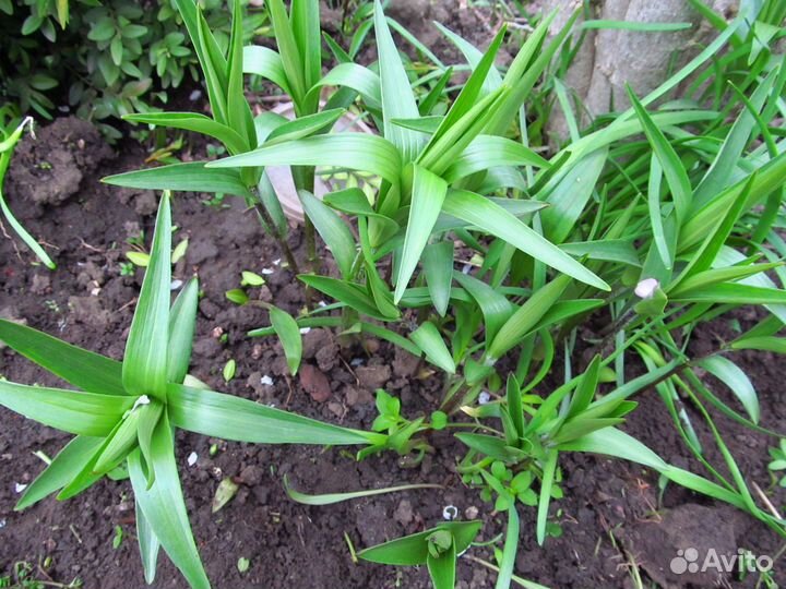 Лилия (турецкая шапочка)