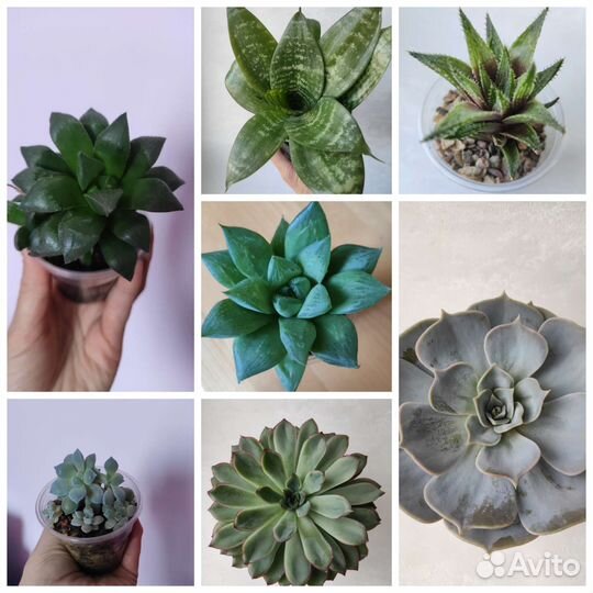 Суккуленты