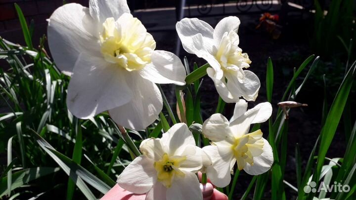 Цветы Нарцисы /Пионы / Примула