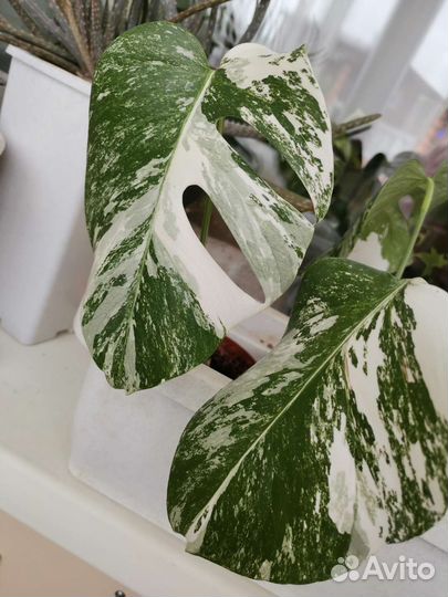 Монстра Альба