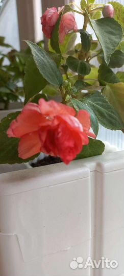 Комнатные домашние цветы растения