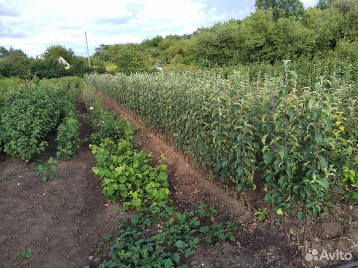 Саженцы плодово ягодных культур и декоративных роз