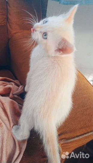 Девон Рекс метисы