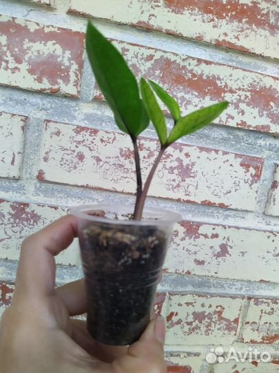 Замиокулькас Акебоно вар