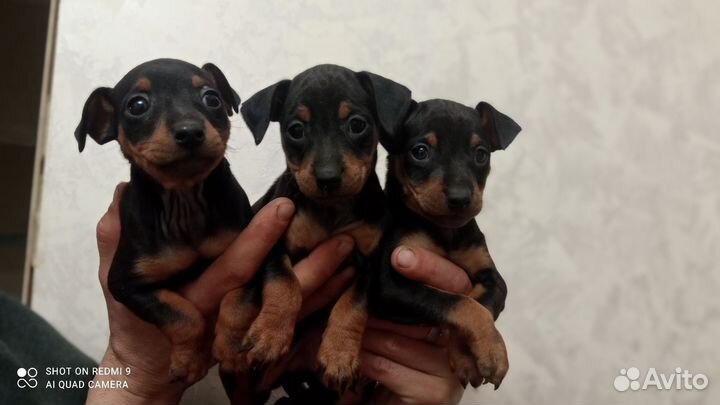 Цвергпинчер