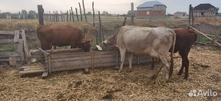 Продам корову