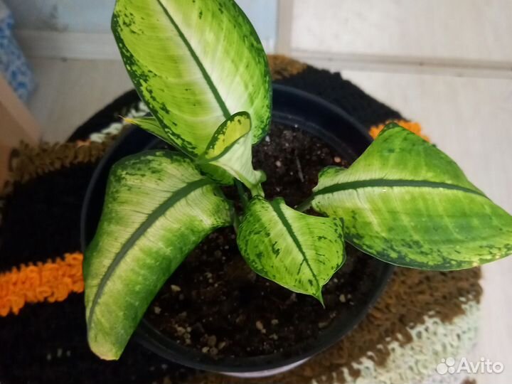 Диффенбахия