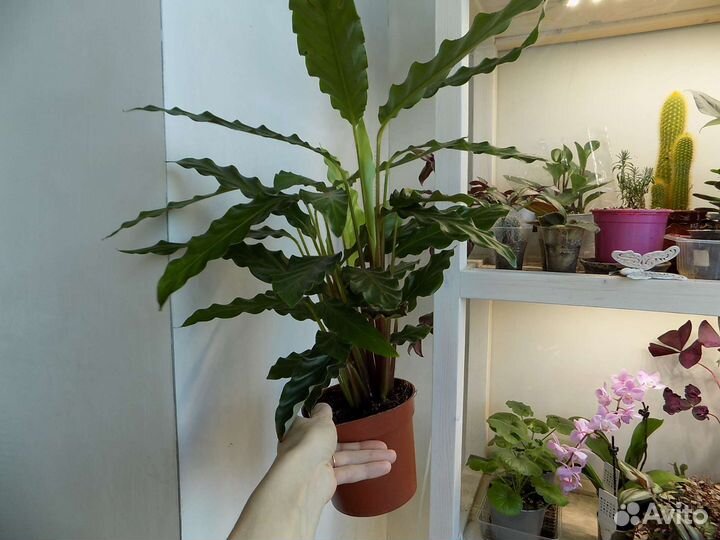 Калатея Руфибарба