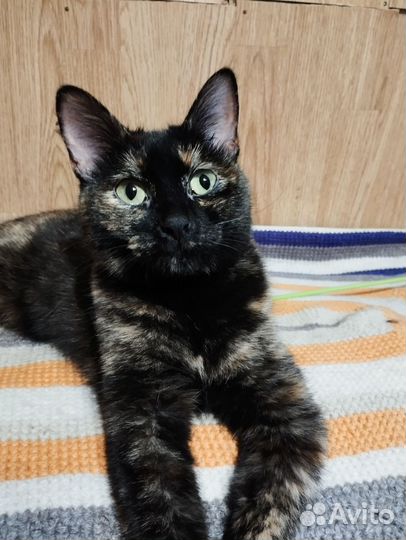 Кошка Гера в добрые руки