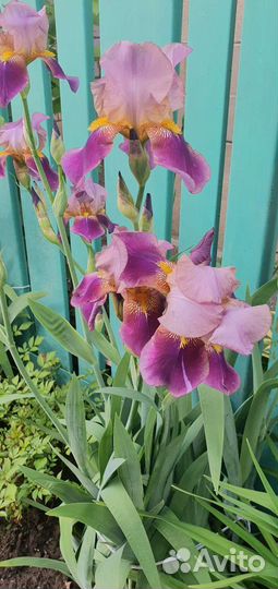 Хоста, ирисы