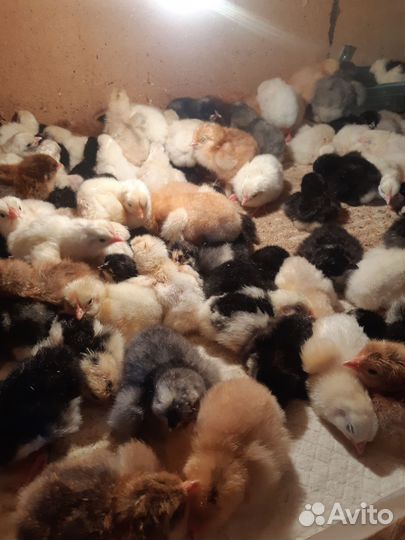 Цыплята