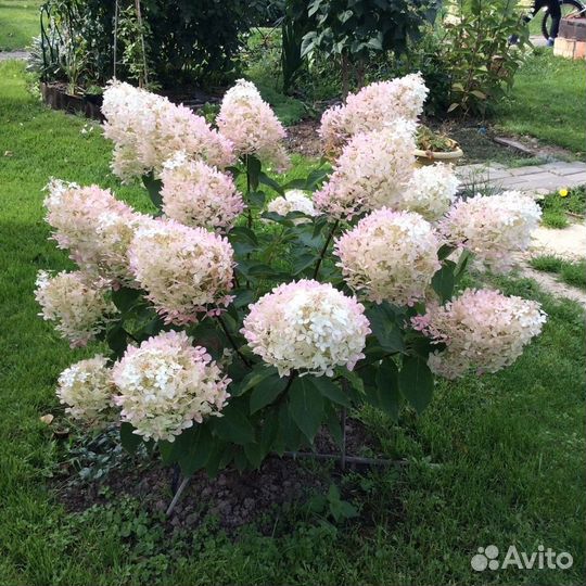 Гортензии Фантом,Ванила,рембрантдольчечивильямсред