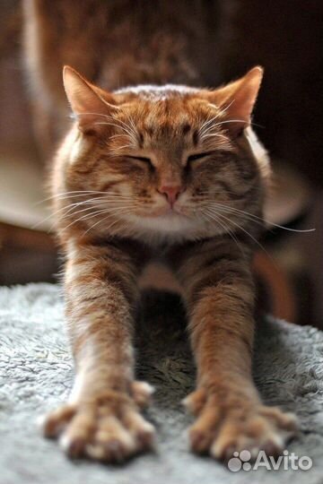 Передержка животных