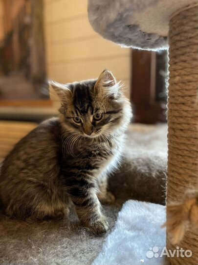 Котята ищут добрых хозяев