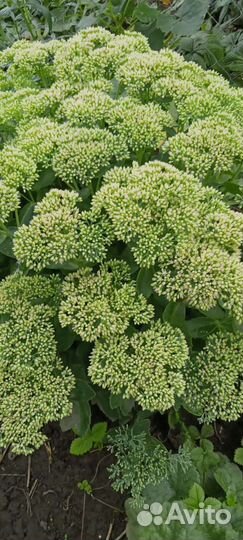 Цветы рассада