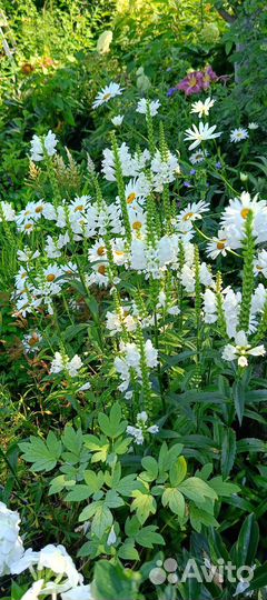 Физостегия