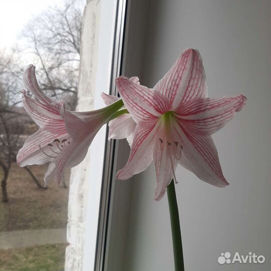 Детка Гиппеаструма сетчатого