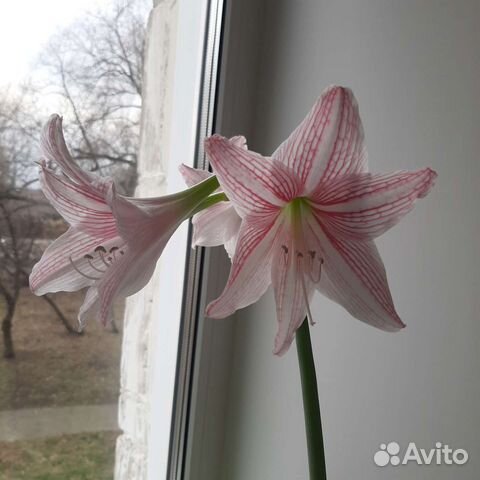 Детка Гиппеаструма сетчатого