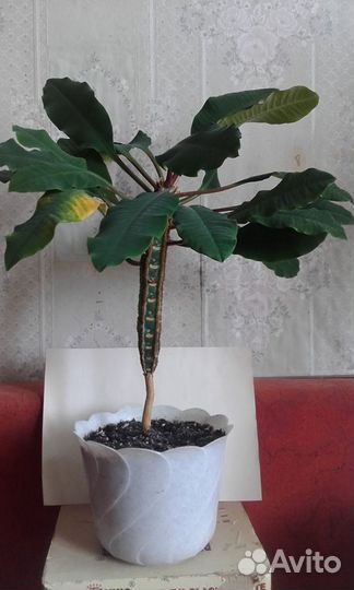 Молочай беложильный