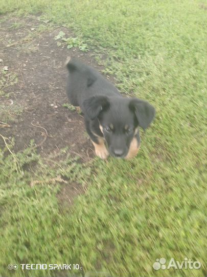 Щенок в добрые руки