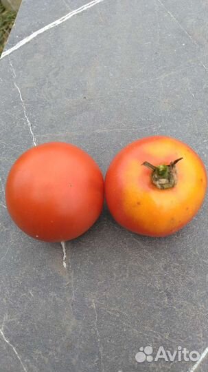 Помидоры домашние грунтовые