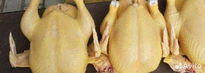 Мясо домашней курицы