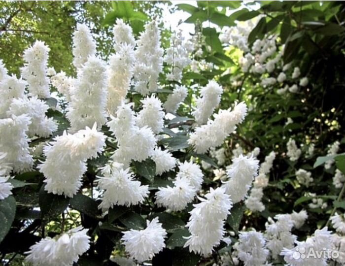 Декоративные деревья и кусты