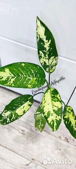 Диффенбахия Аврора