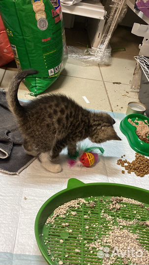 Кошки в добрые руки