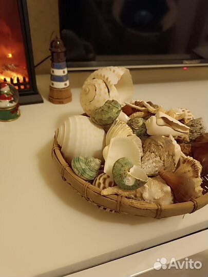 Морские ракушки раковины