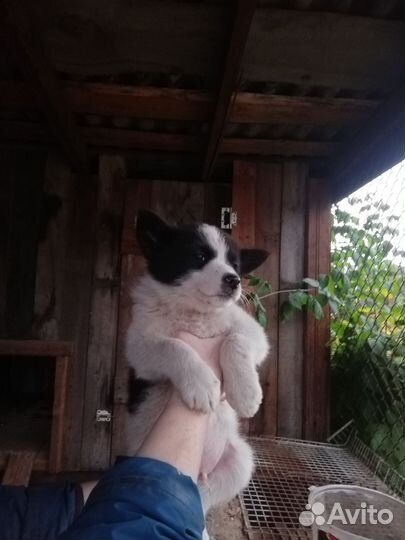 Мальчик для охраны