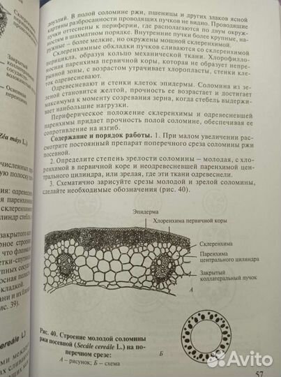 Практикум по анатомии и морфологии высших растений